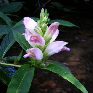 2008-08-09  - White Turtlehead.jpg