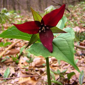 2009-04-25 - ill scented wake robin trillium.JPG