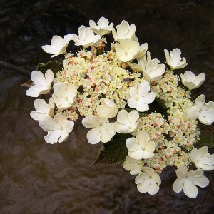 2009-04-25  - Viburnum lantanoides.JPG