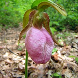 2009-05-25 - Lady Slipper Orchid.JPG