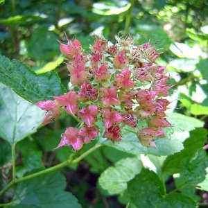 2009-06-24  - Ninebark (Physocarpus opulifolius).JPG