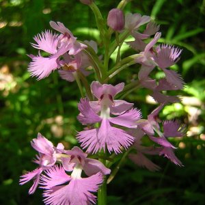 2009-06-24 - Lesser Purple Fringed Orchid.JPG