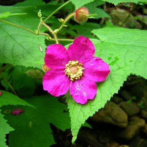 2009-07-02 - Rubus odoratus (purple flowering raspberry).JPG