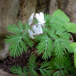 2010-04-24 - Dicentra canadensis (squirrel corn).JPG
