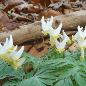 2023-04-05  - Dicentra cullullaria L. Dutchman's Breeches.JPG
