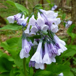 2010-04-24 - Mertensia virginica (Virgina Blue Bells).JPG