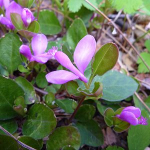 2010-05-01  - Polygala paucifolia.JPG