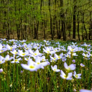 2010-05-01 - Bluets.JPG