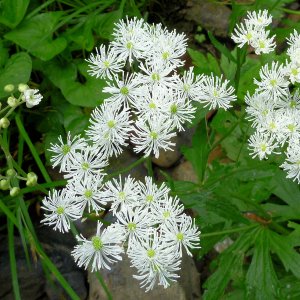 2010-06-04 Meadow Run 3 - tassel rue (rare plant).JPG