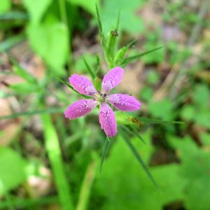 2010-07-01 - Deptford Pink.JPG