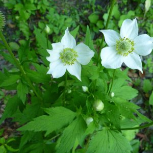 2010-07-05  - Anemone virginiana.JPG