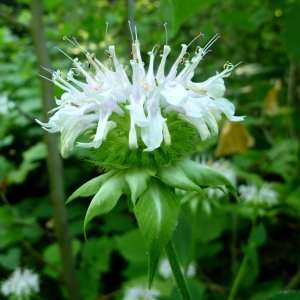 2010-07-09 - Basil Balm.JPG