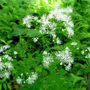 Media '2010-07-07 - tall meadow rue.JPG' in category 'Streamside Images'