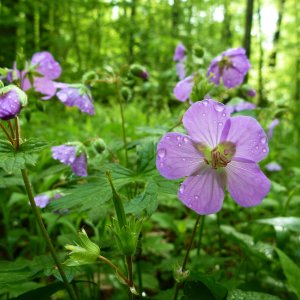 2011-05-24  - Geranium maculatum.JPG