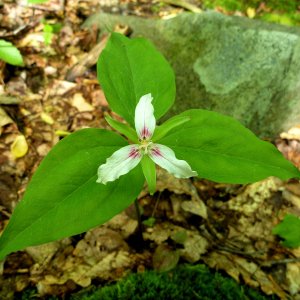 2011-05-24  - Trillium undulatum.JPG