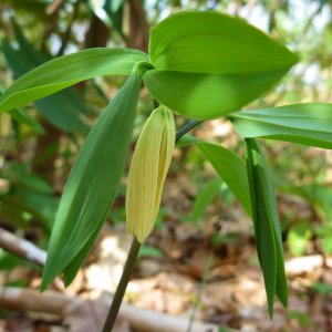 2012-04-14 - perfoliate bellwort.JPG