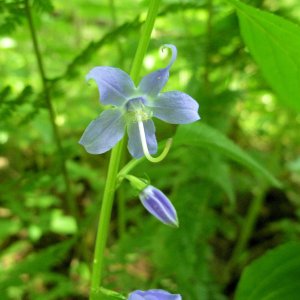 2014-08-16 - tall bell flower.JPG