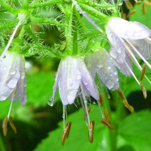 2017-05-20  - Virginia waterleaf.JPG