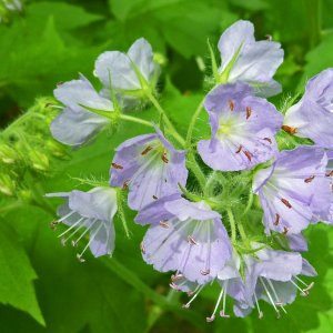2019-05-11 - appendaged waterleaf.JPG