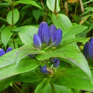 2017-09-04 - closed gentian.JPG