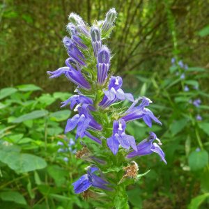 2019-09-05 Spring Creek - great lobelia.JPG