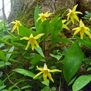 2021-04-28 - trout lily.JPG