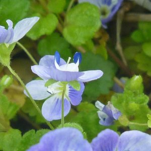 2022-04-25 - corn speedwell.JPG