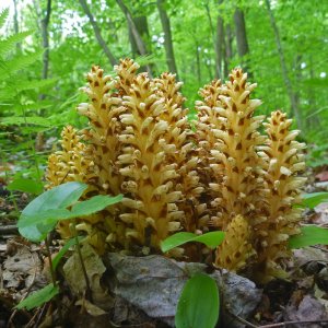 2022-05-24  - Conopholis americana (squawroot).JPG
