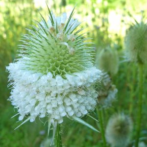 2022-08-12 Spring Creek 11 - Cut-leaved teasel (Dipsacus laciniatus).JPG