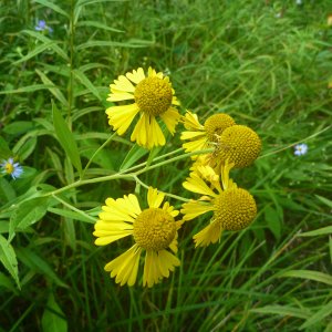 2022-09-01  - common sneezeweed (Helenium autumnal L.).JPG