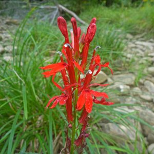 2022-09-01 - cardinal flower (Lobelia cardinalis  L.).JPG