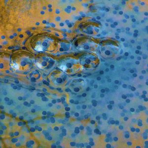 2014-04-18 Clear Shade Creek - wood frog eggs.JPG