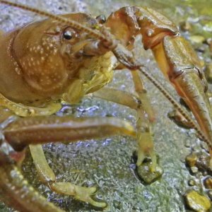 2016-09-03 Somerset Blue Line - Rusty Crayfish.JPG