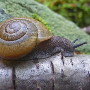 2017-05-20 Fayette Blue Line - Snail.JPG