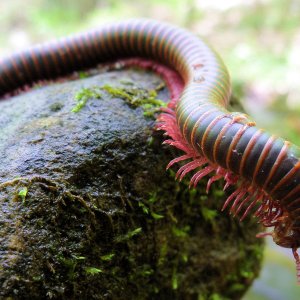 2012-05-12 Millipede.JPG