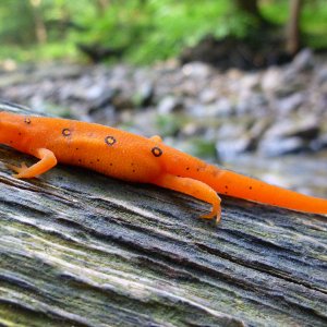 2011-06-18 LR 3 - red eft.JPG