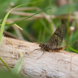 Media 'March Brown - Stenonema vicarium' in category 'Insects, Entomology and Fish Food'
