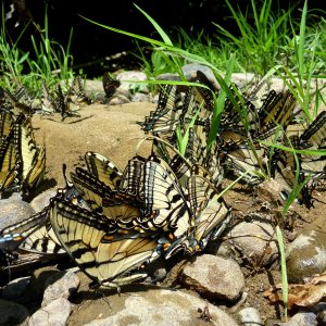 2011-06-02 Laurel Hill Creek 5c- puddling tiger & spicebush swallowtails.JPG