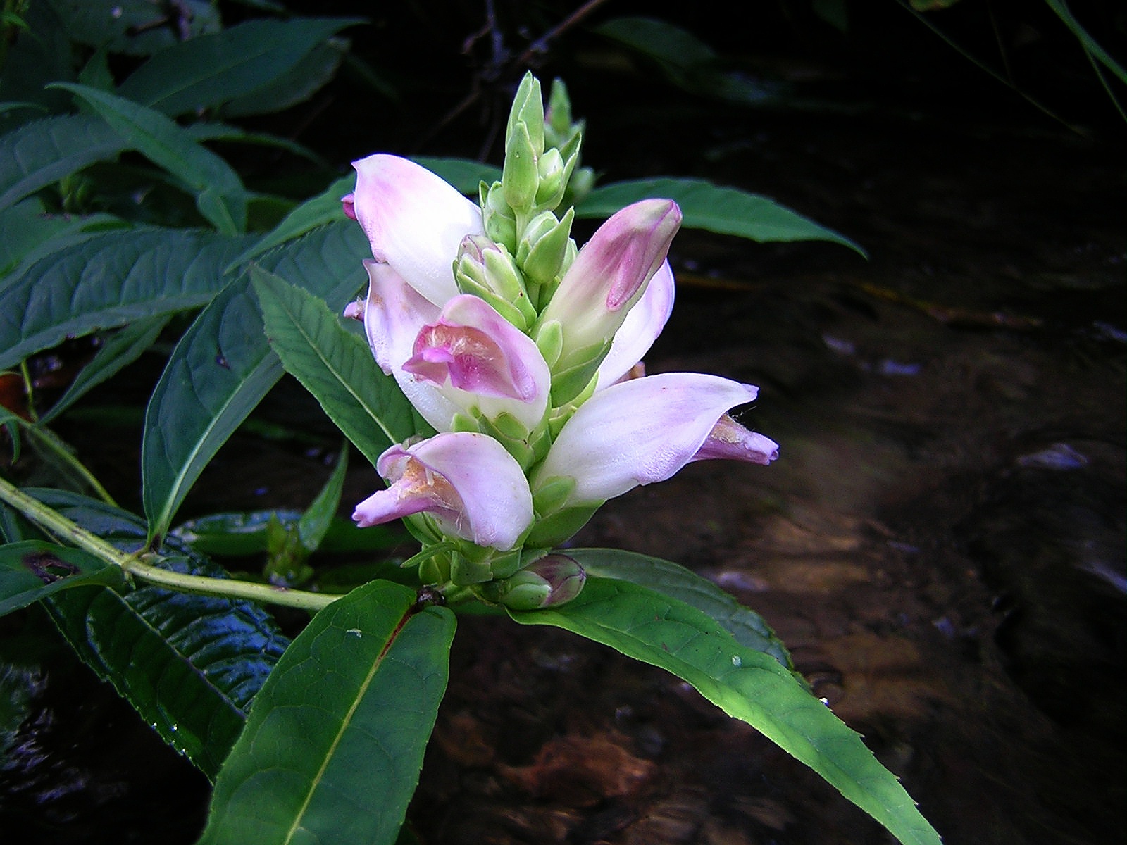 2008-08-09  - White Turtlehead.jpg