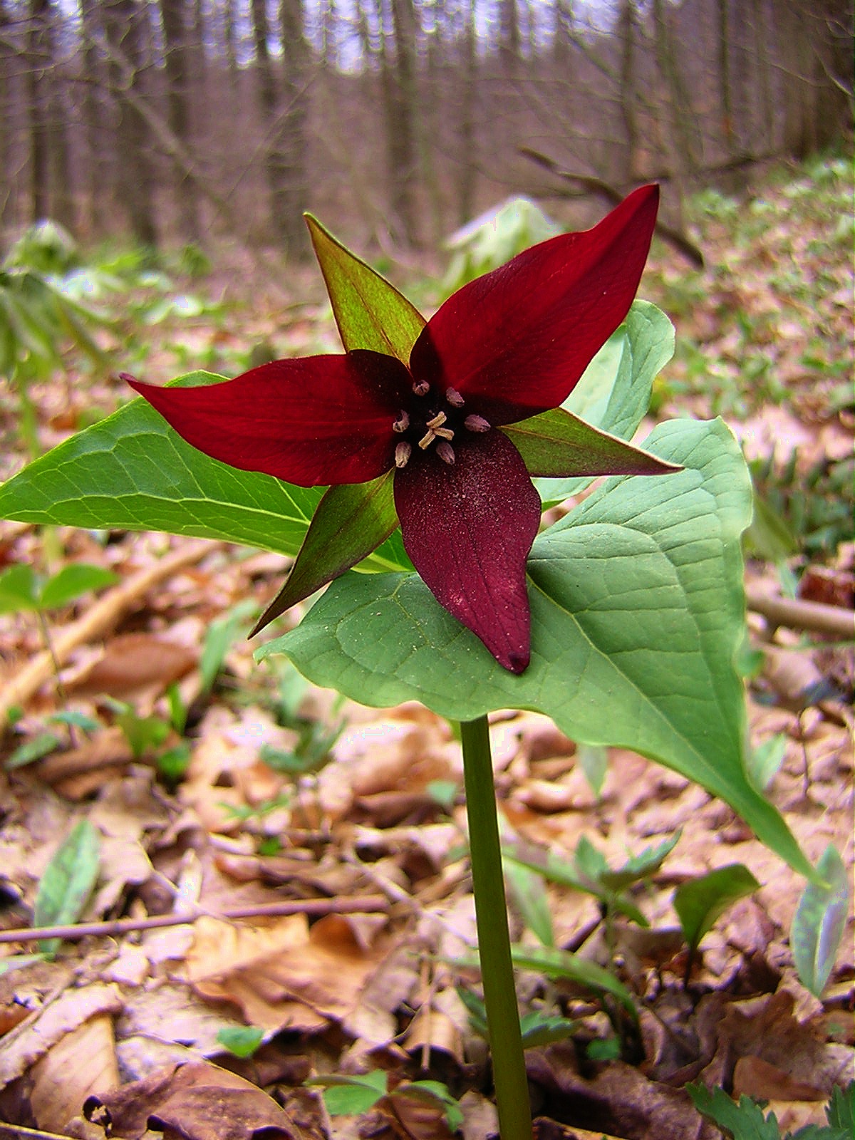 2009-04-25 - ill scented wake robin trillium.JPG