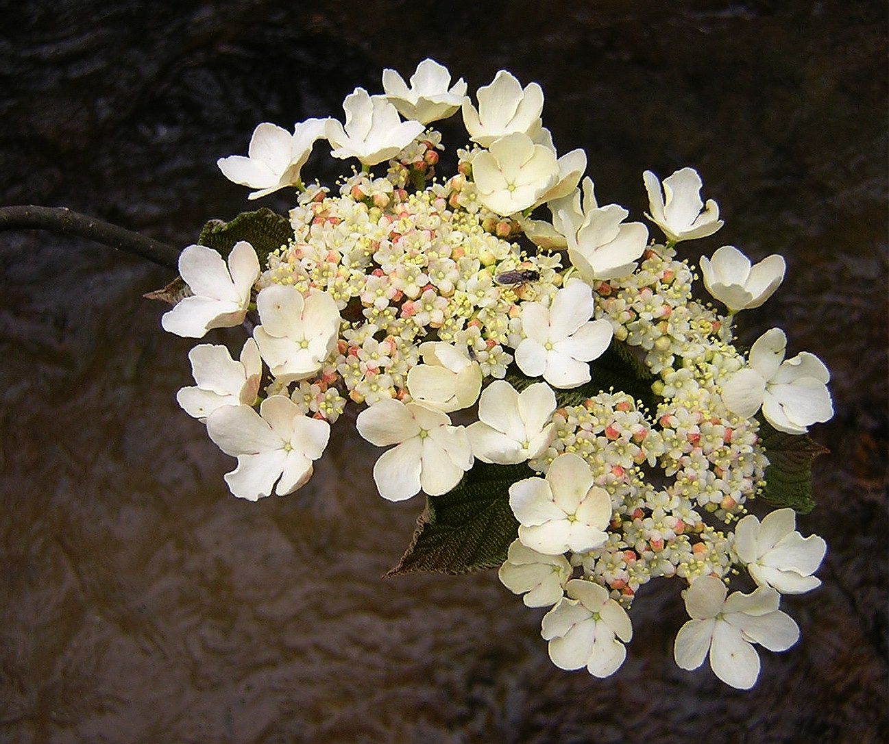 2009-04-25  - Viburnum lantanoides.JPG
