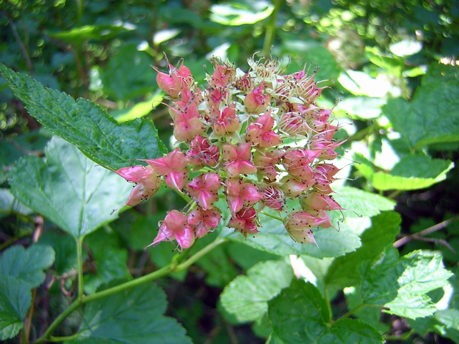 2009-06-24  - Ninebark (Physocarpus opulifolius).JPG