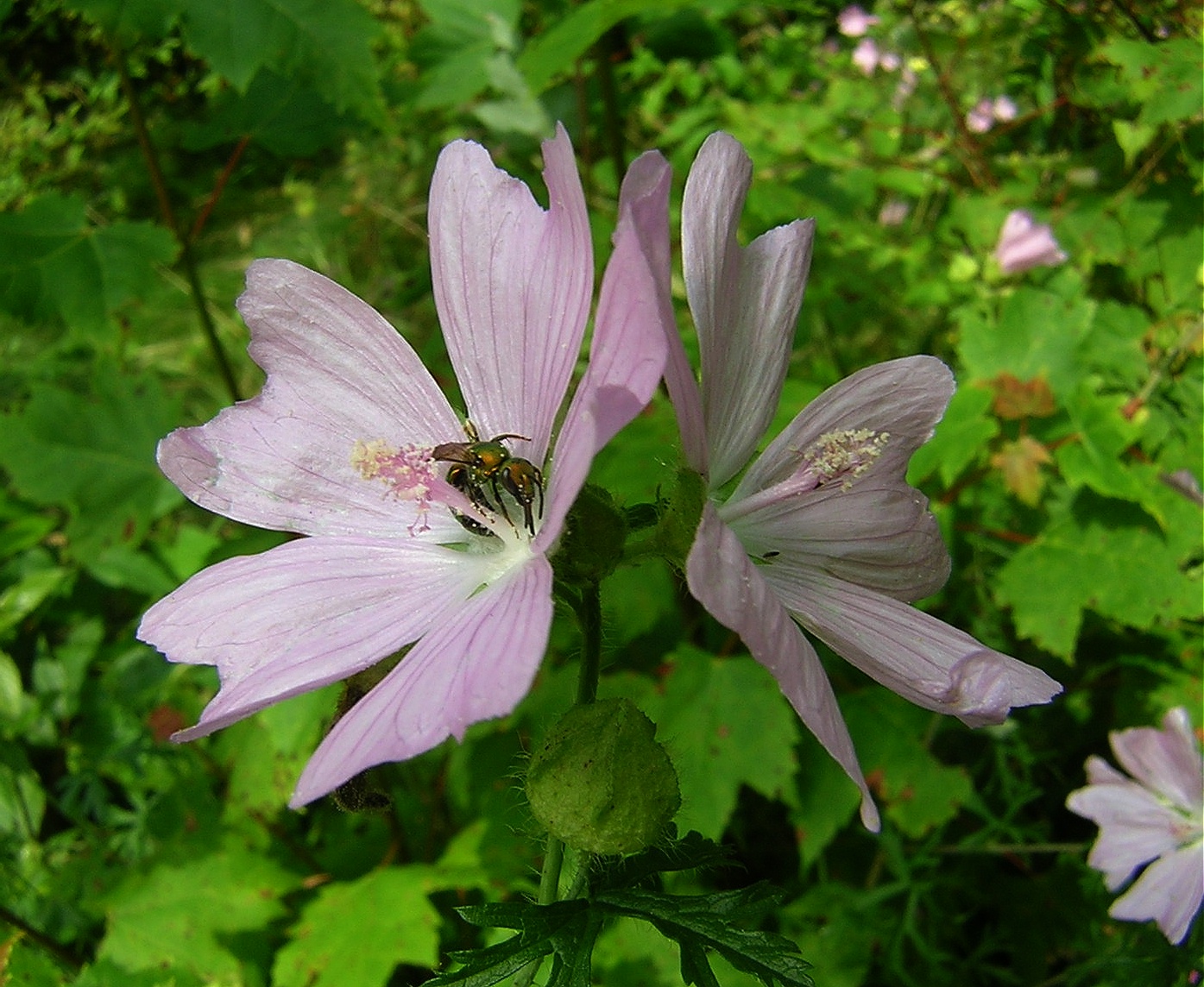 2009-07-27  - Musk Mallow.JPG