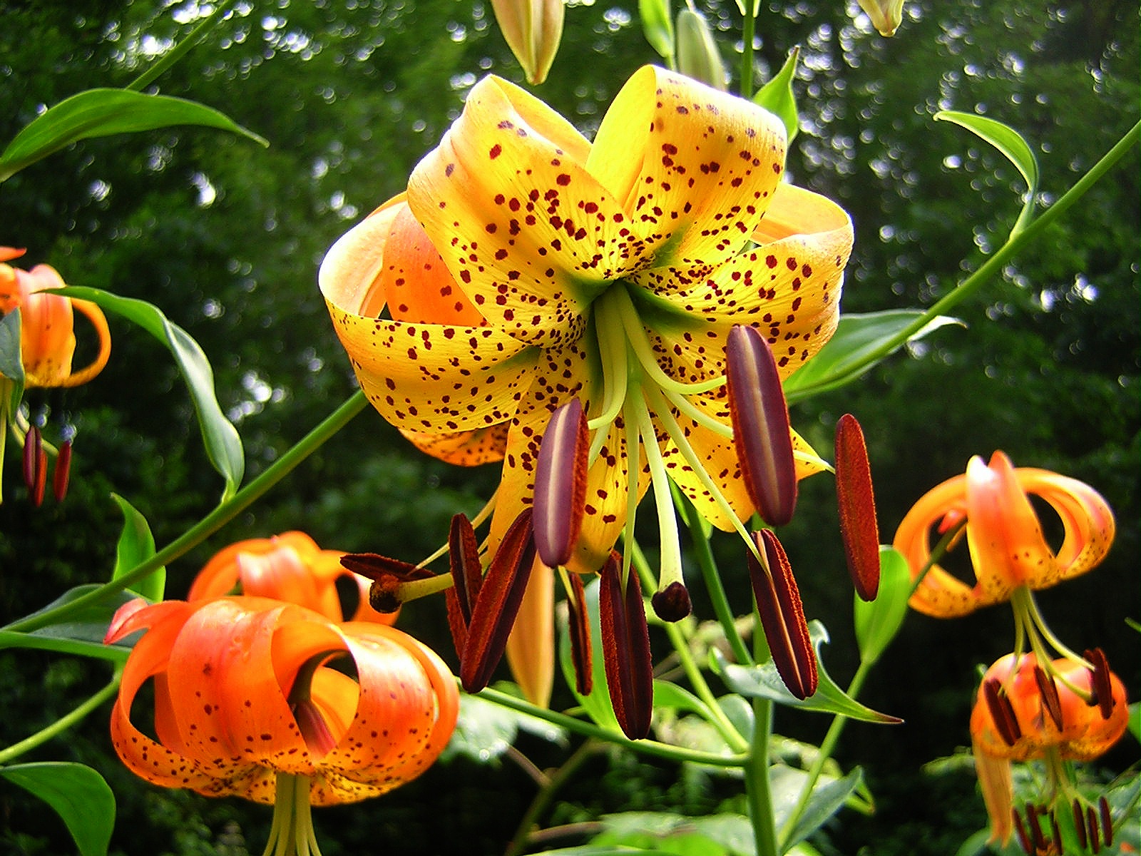 2009-07-27  - Turks Cap Lilly.JPG