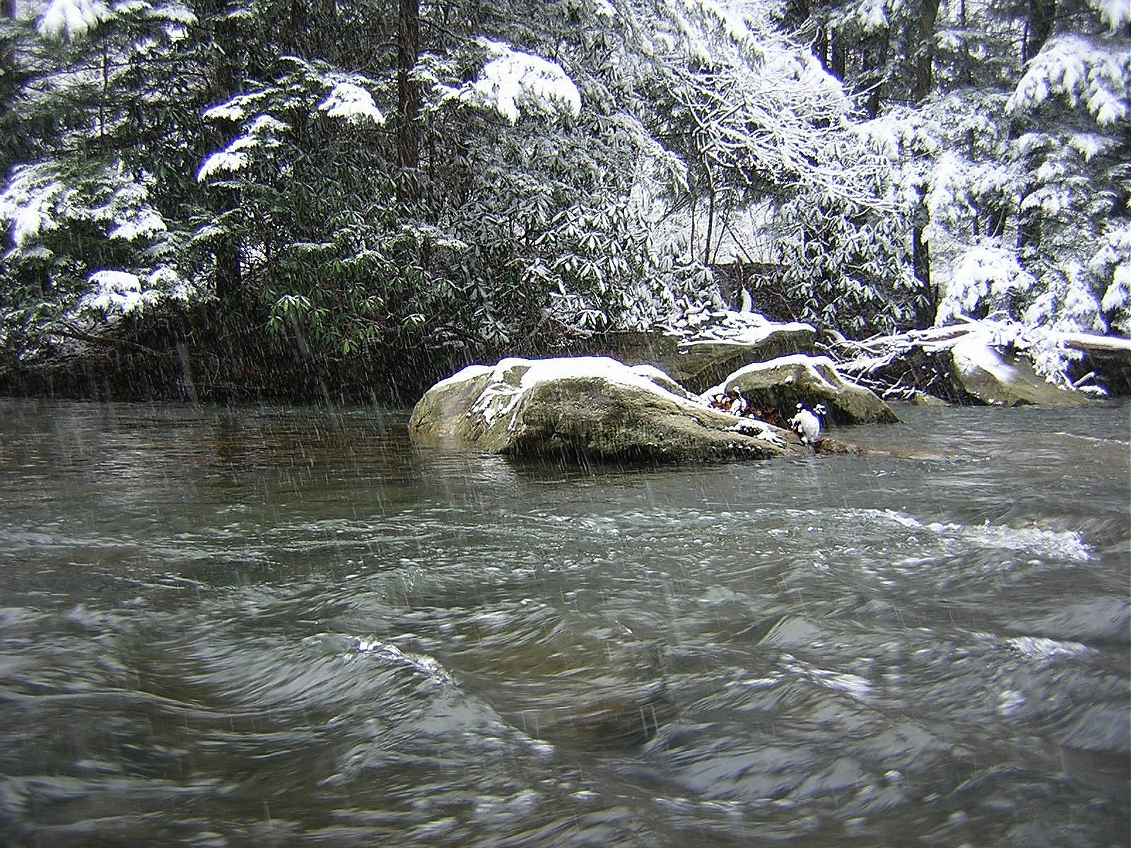 2009-12-05 Meadow Run 3.JPG