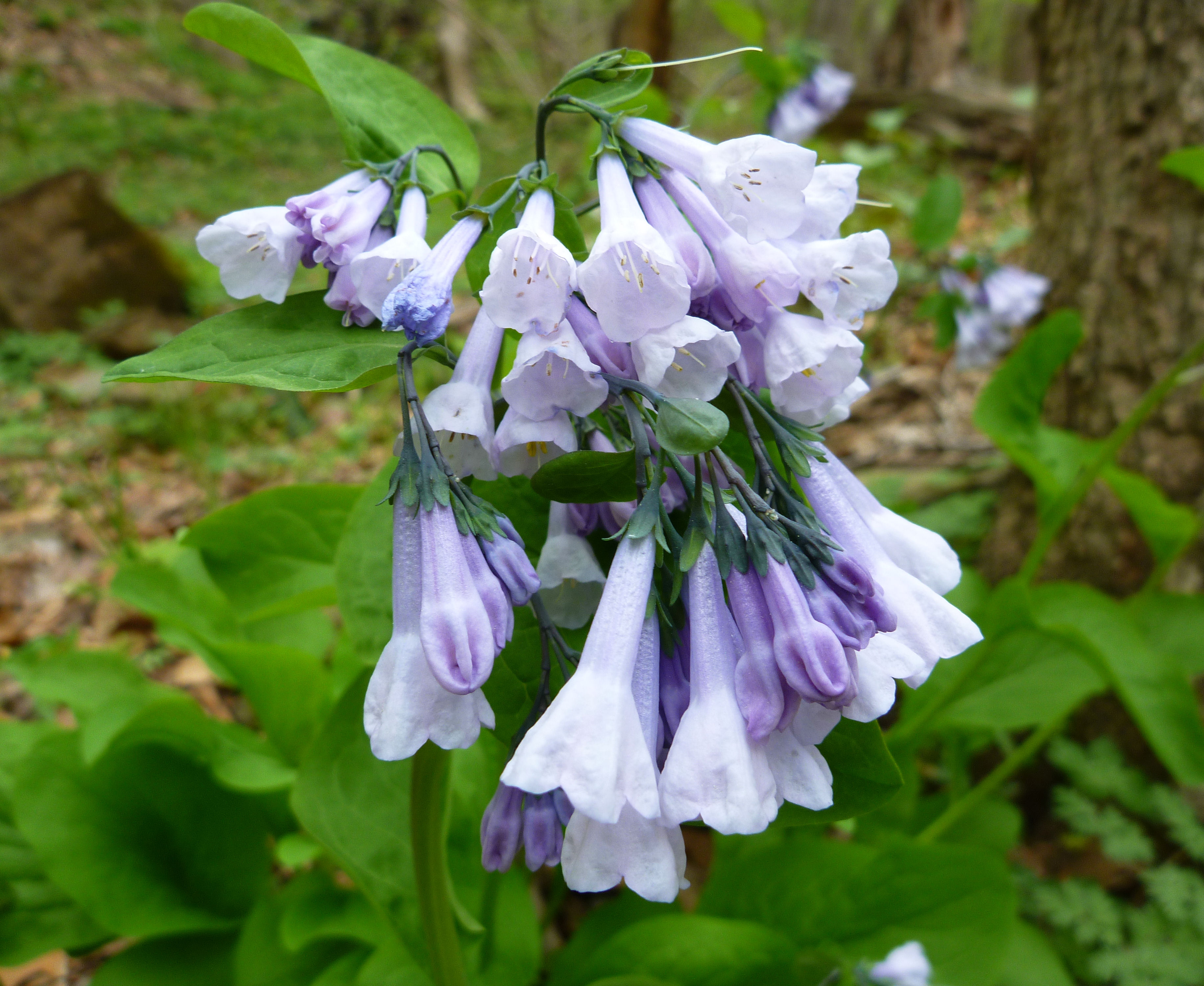 2010-04-24 - Mertensia virginica (Virgina Blue Bells).JPG
