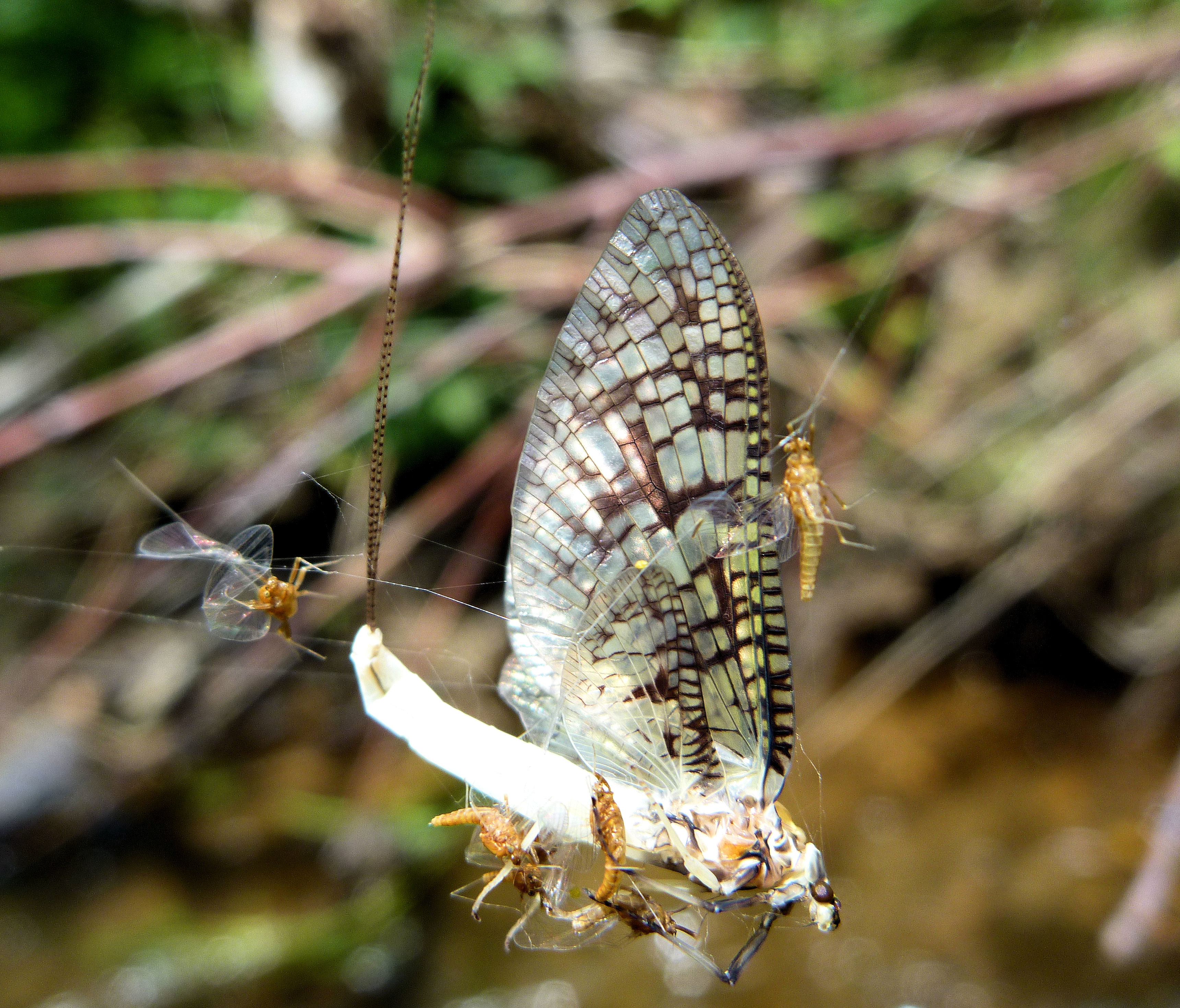 2010-06-02 Whites Creek - coffin fly.JPG