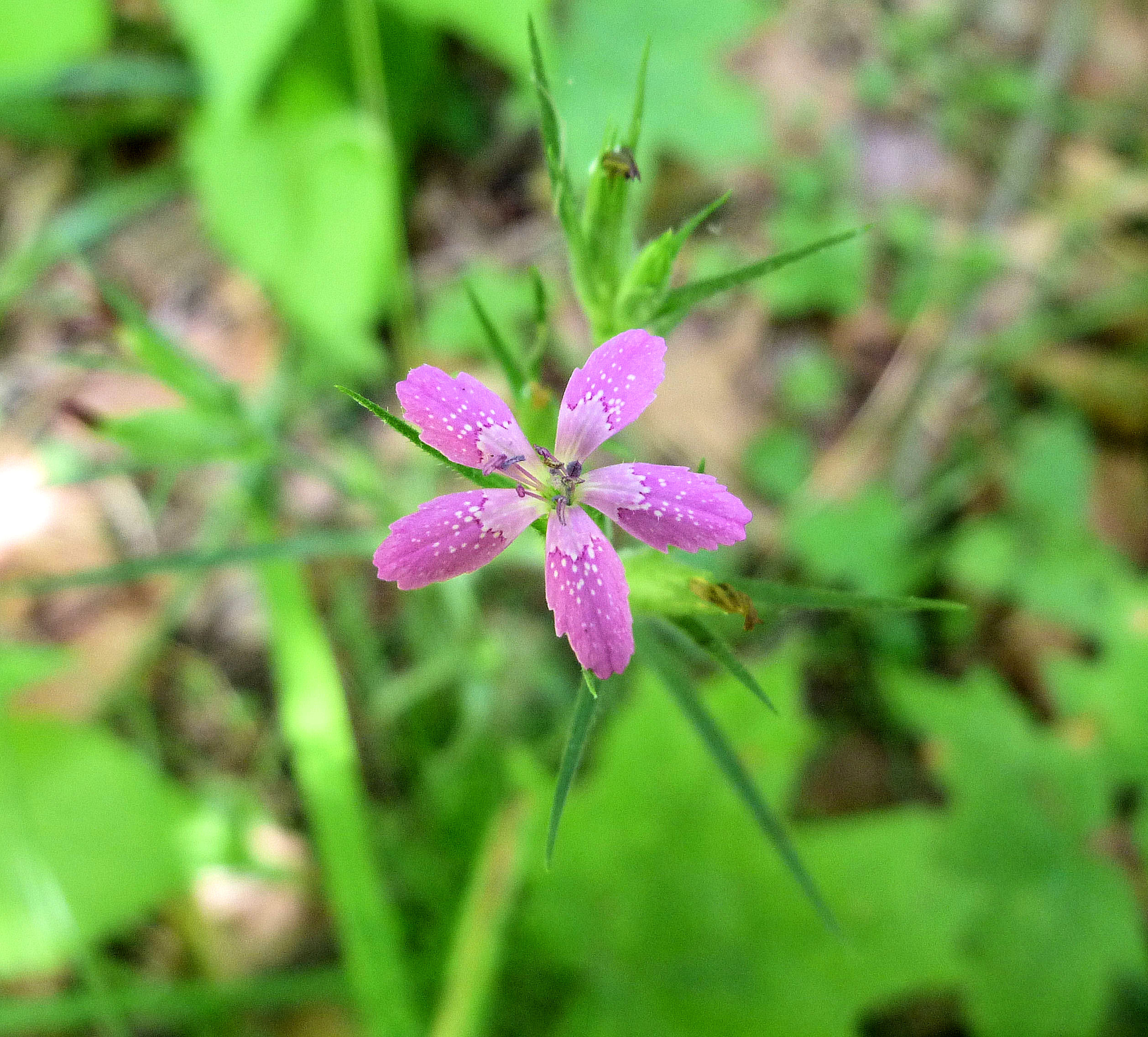 2010-07-01 - Deptford Pink.JPG
