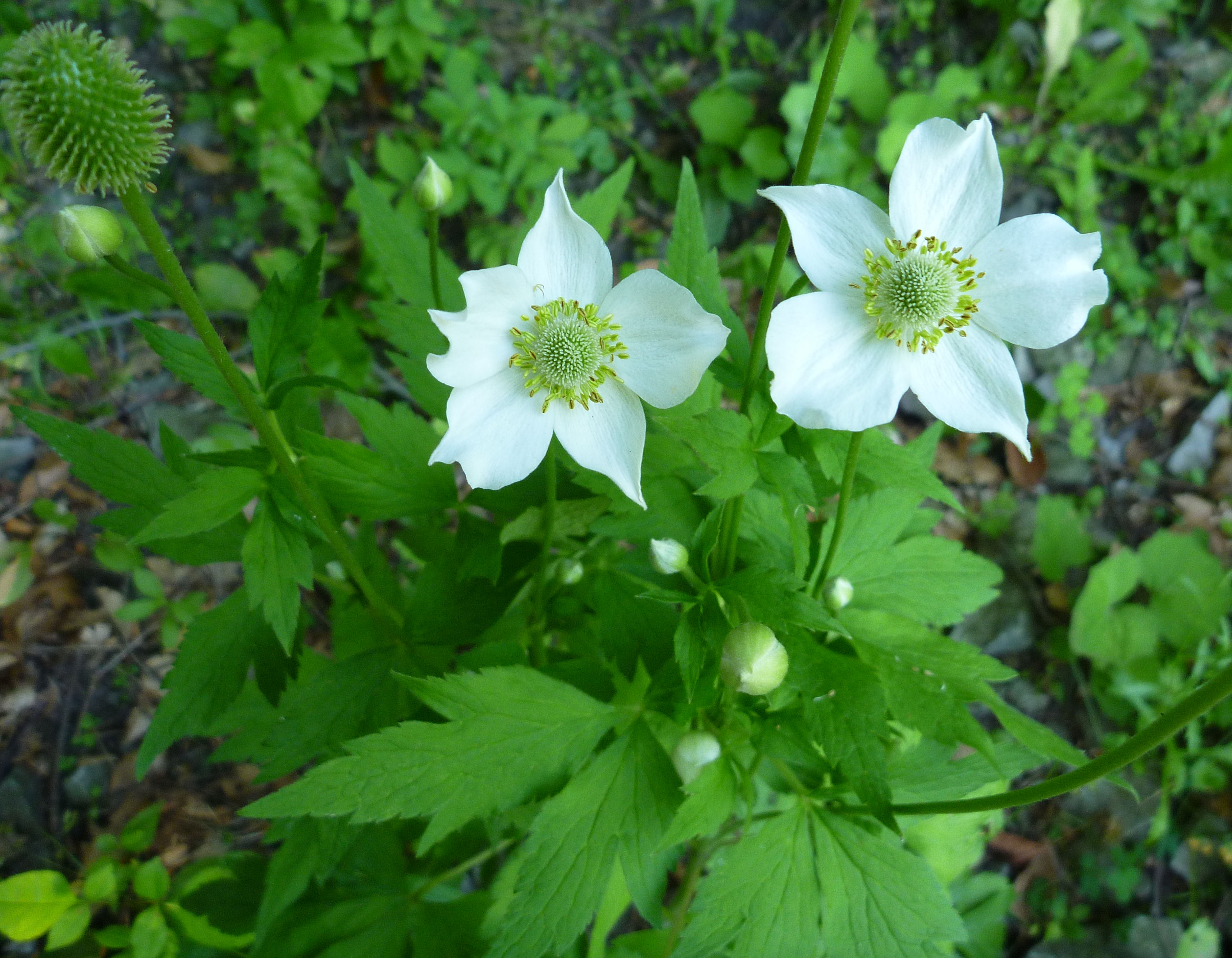 2010-07-05  - Anemone virginiana.JPG