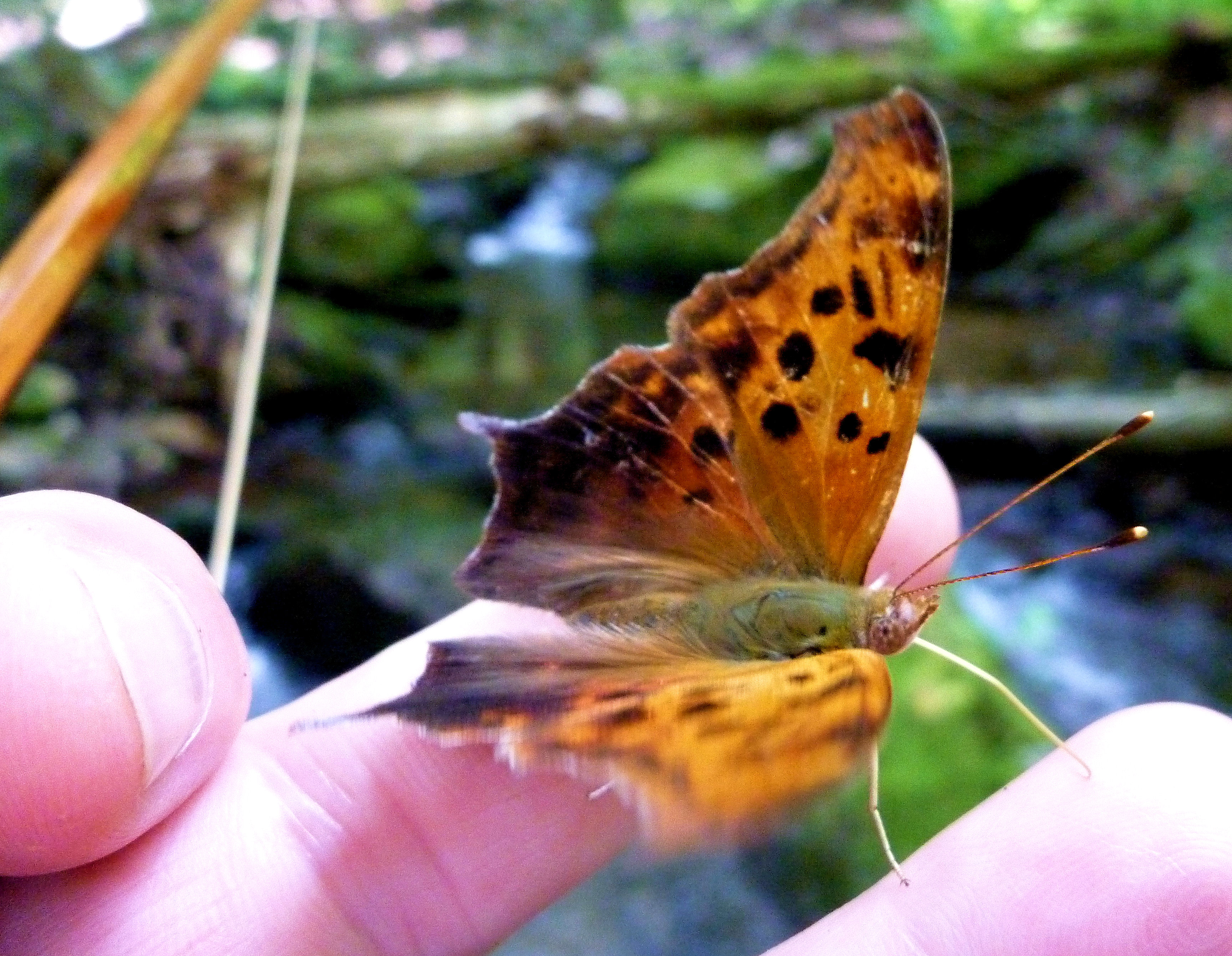 2010-07-05 - Westmoreland Blue Line - Question Mark Butterfly.JPG